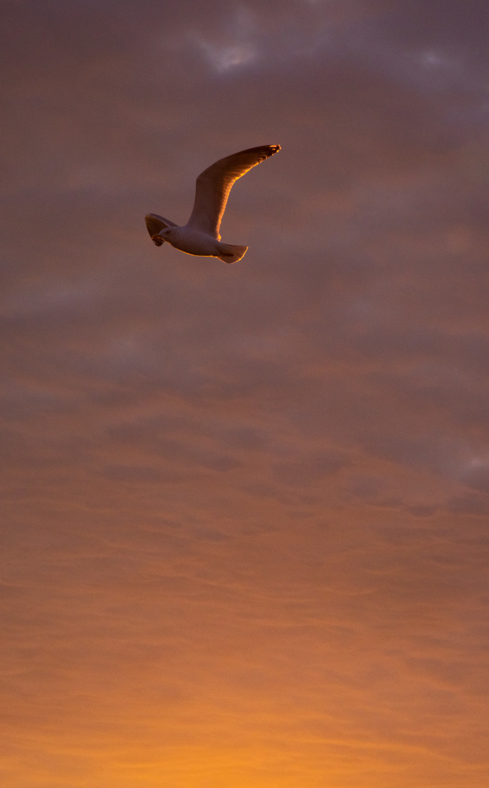 Seagull at Spring Lake, New Jersey sun rise