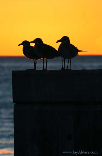 3birds-in-keywest