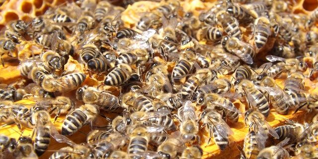 swarm-insects-bees-honey-48022 (1) bees, getting work done when youre too busy