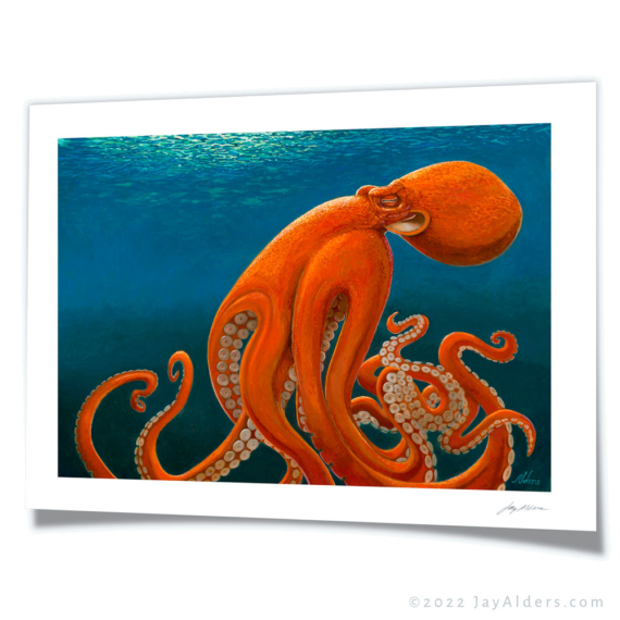 Octopus art print on fine art paper by Jay Alders