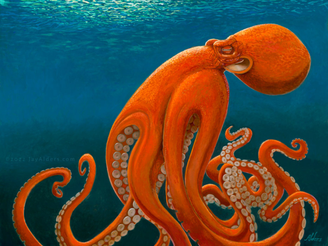 Octopus artwork, "Tentacles" by Jay Alders