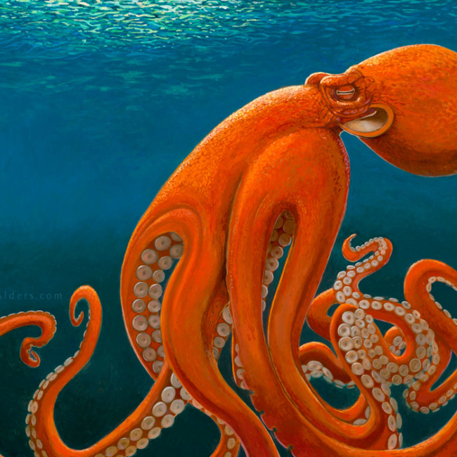 Octopus artwork, "Tentacles" by Jay Alders