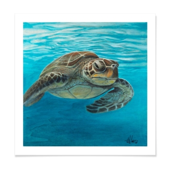 Turquoise Serenade - Sea Turtle Art Print by Jay Alders